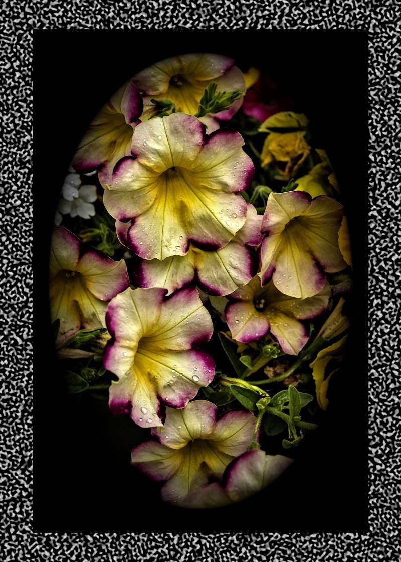Banana cherry petunia- 00